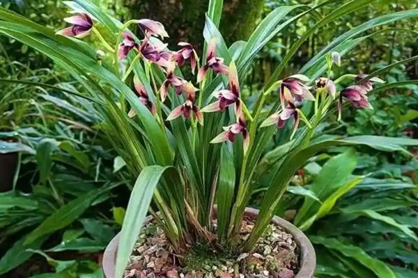 兰花的花语,寓意高洁、典雅等