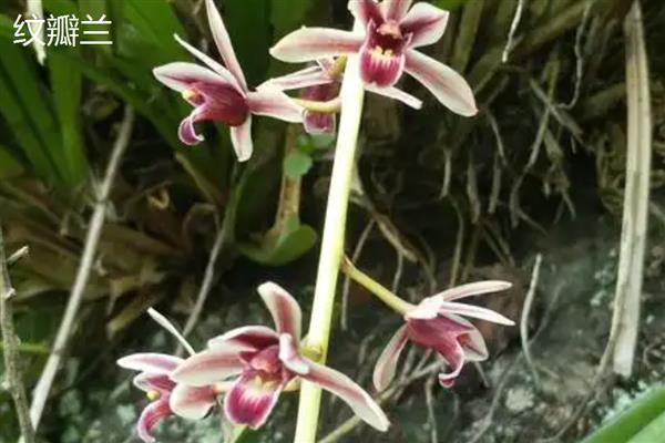 兰花的花语,寓意高洁、典雅等