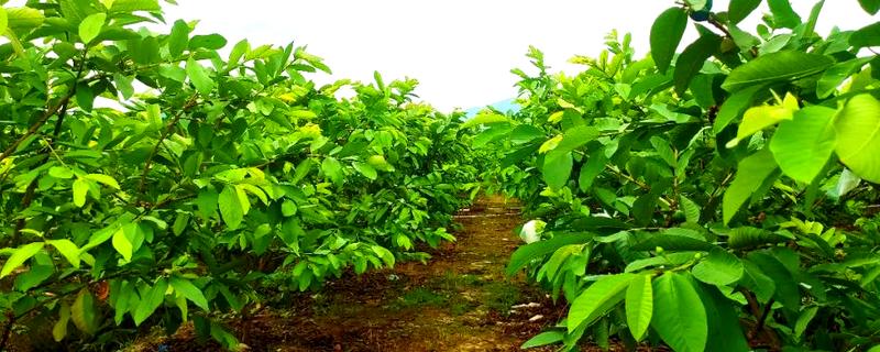 番石榴怎么修剪，剪除多余枝条和不良枝条