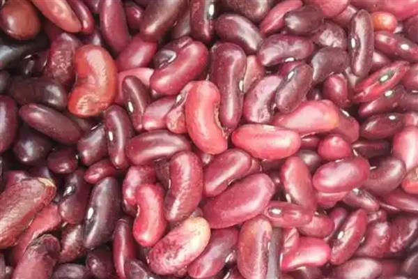 大红豆怎么种植,每穴播种2-3粒