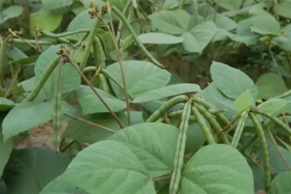 大红豆怎么种植,每穴播种2-3粒