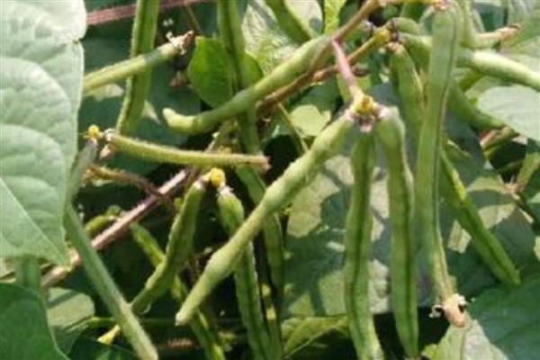 大红豆怎么种植,每穴播种2-3粒