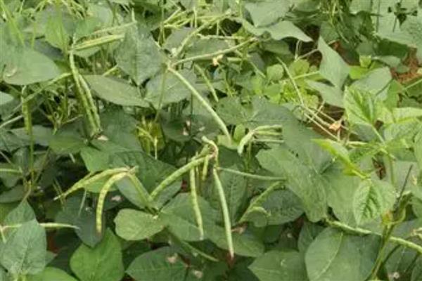 大红豆怎么种植,每穴播种2-3粒