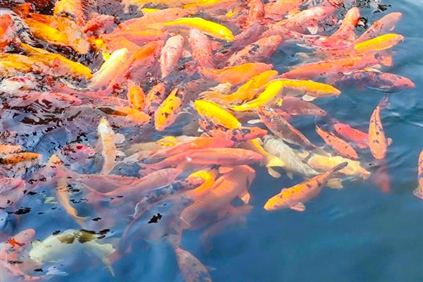 锦鲤患上白毛病的原因,常见水质差、水温波动等因素