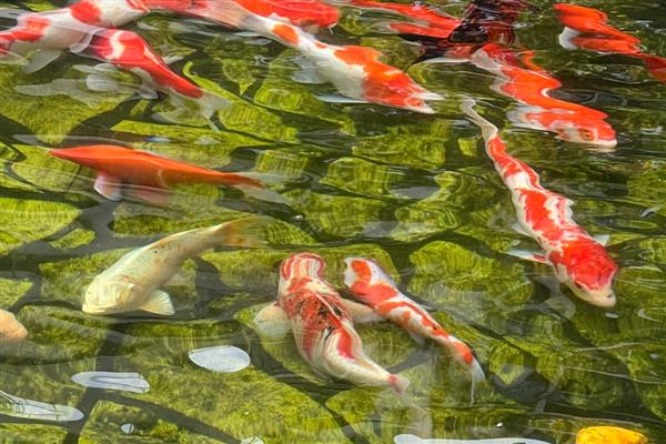 锦鲤患上白毛病的原因,常见水质差、水温波动等因素