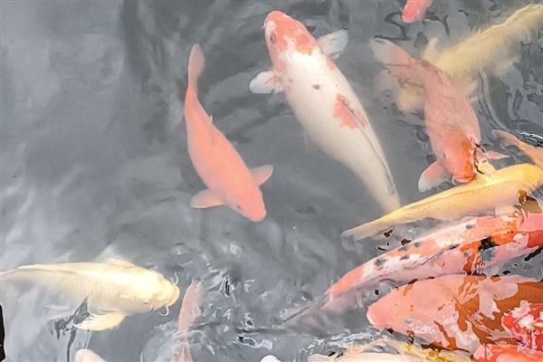 锦鲤患上白毛病的原因,常见水质差、水温波动等因素