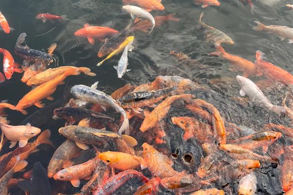 锦鲤患上白毛病的原因,常见水质差、水温波动等因素