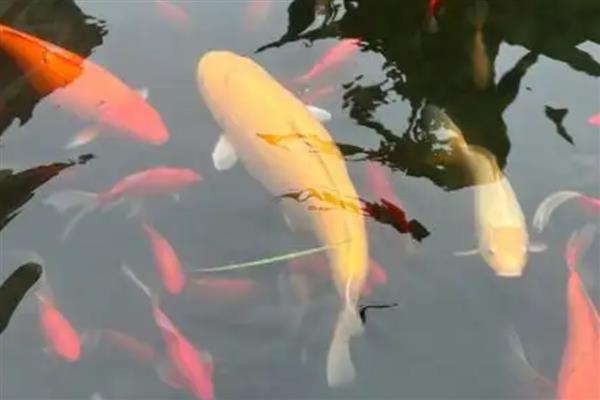 锦鲤患上白毛病的原因,常见水质差、水温波动等因素