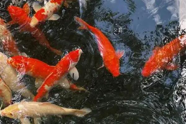 锦鲤患上白毛病的原因,常见水质差、水温波动等因素