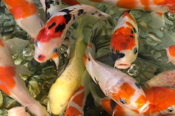 锦鲤患上白毛病的原因,常见水质差、水温波动等因素