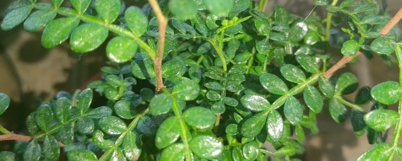 驱蚊草枯叶黄叶怎么办，视情况采取对应措施