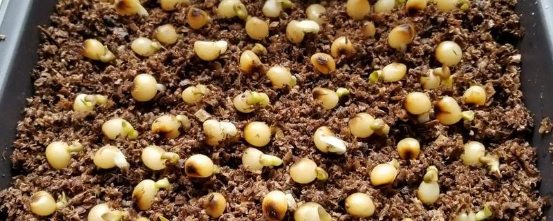 君子兰怎么播种，暴晒消毒后再撒播