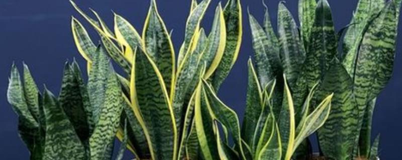 养虎皮兰的方法，生长盛期每个月追肥一次