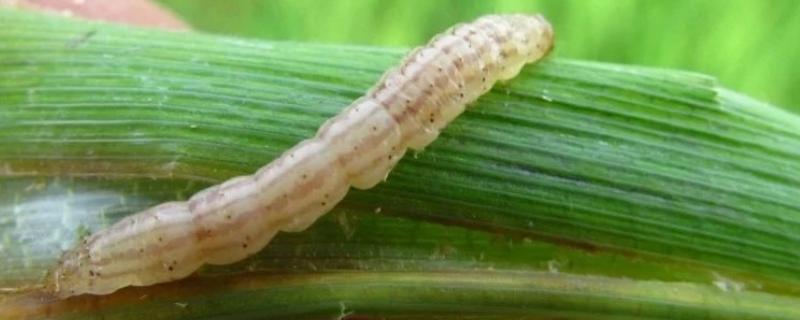 用什么药防治水稻二化螟，杀螟松、三唑磷等药物效果好