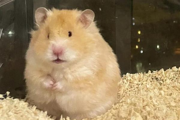 金丝熊的食物，主食杂粮类