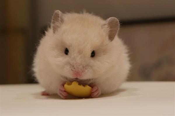 金丝熊的食物，主食杂粮类