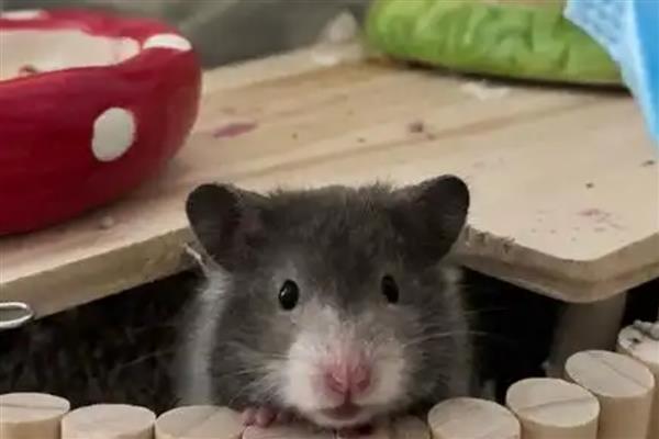 金丝熊的食物，主食杂粮类