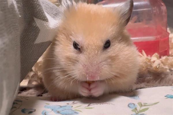 金丝熊的食物，主食杂粮类