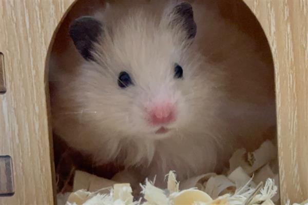 金丝熊的食物，主食杂粮类