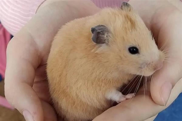 金丝熊的食物，主食杂粮类