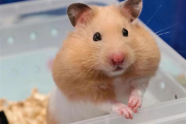 金丝熊的食物，主食杂粮类