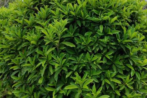 灰莉叶子卷了怎么处理,适合在温暖通风的环境下生长