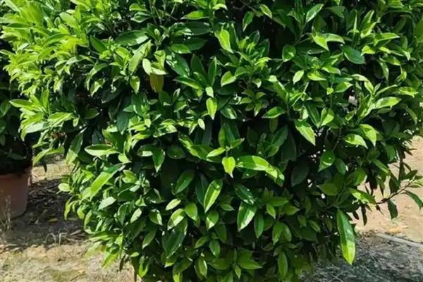 灰莉叶子卷了怎么处理,适合在温暖通风的环境下生长
