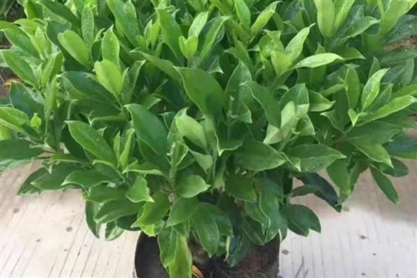 灰莉叶子卷了怎么处理,适合在温暖通风的环境下生长