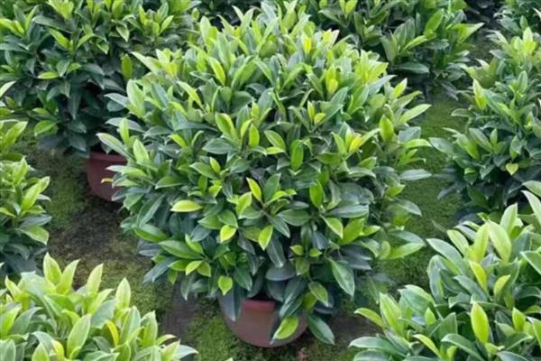 灰莉叶子卷了怎么处理,适合在温暖通风的环境下生长