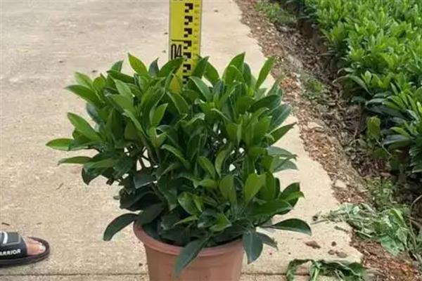 灰莉叶子卷了怎么处理,适合在温暖通风的环境下生长