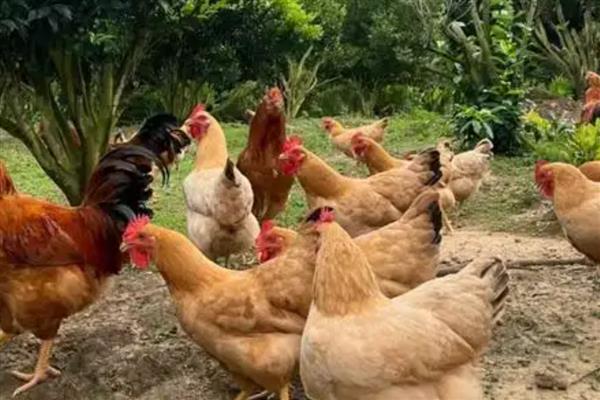 鸡卵的受精方式，母鸡与公鸡交配后就会受精