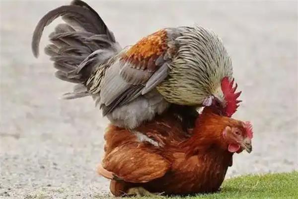 鸡卵的受精方式，母鸡与公鸡交配后就会受精