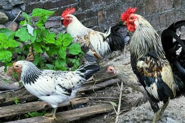 鸡卵的受精方式，母鸡与公鸡交配后就会受精