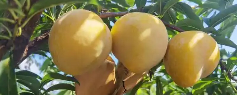 黄金李的产地，主产地在贵州大方