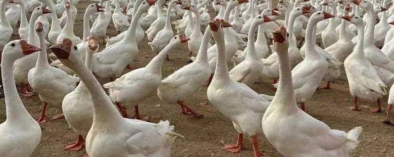 养殖鹅一只鹅的成本，放养的话其成本大约为23.75元