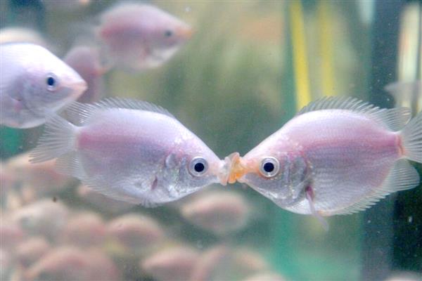 饲养接吻鱼用什么水，使用经过晾晒的自来水