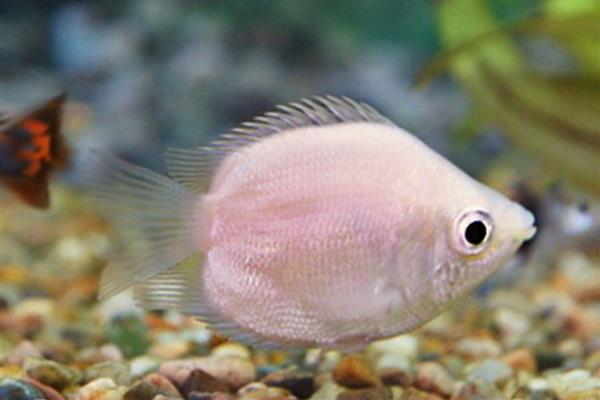 饲养接吻鱼用什么水，使用经过晾晒的自来水