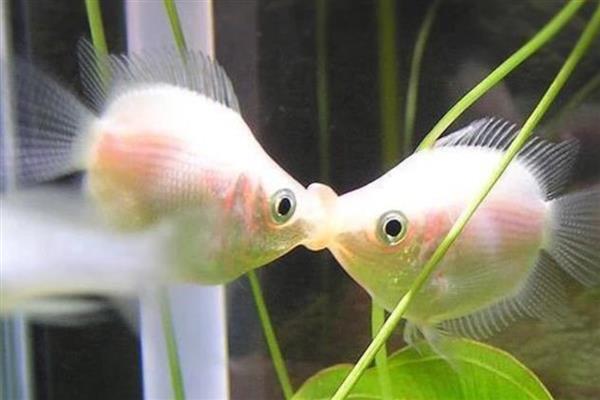 饲养接吻鱼用什么水，使用经过晾晒的自来水