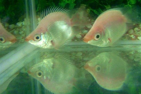 饲养接吻鱼用什么水，使用经过晾晒的自来水