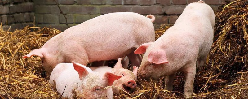 常见的仔猪死亡原因，主要有以下4个方面