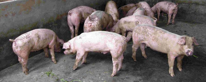 200斤猪要养多少个月，大概需要5个多月左右