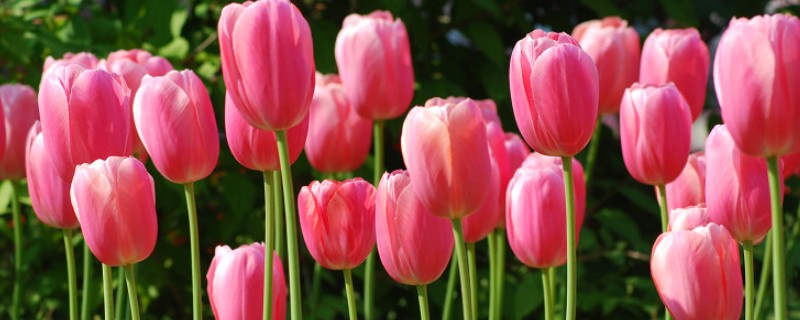 郁金香代表的含义，不同颜色具有不同的寓意