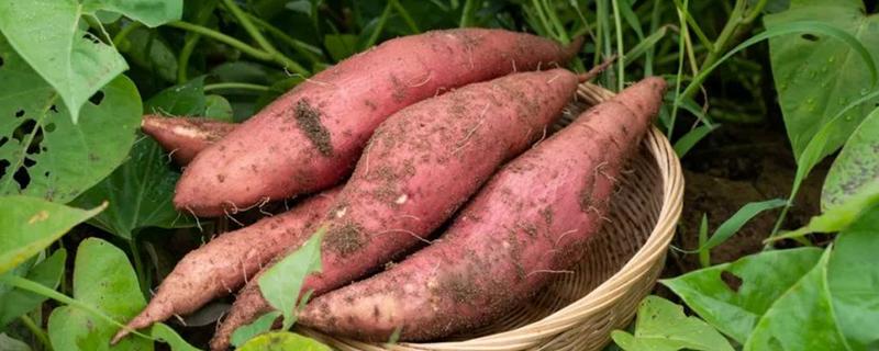 甘薯的新品种，推荐新普六甘薯、鲁薯6号等