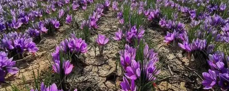 藏红花种子如何种植，要选取个头饱满、色泽光滑的种子