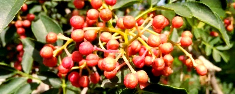 花椒树什么时候移栽，春季和秋季均可进行