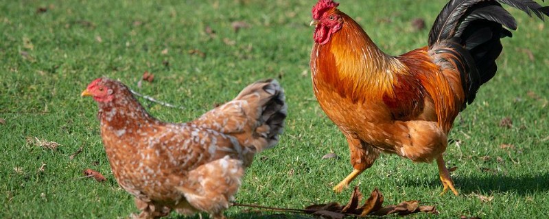 一只公鸡配多少只母鸡合适，配8-15只母鸡