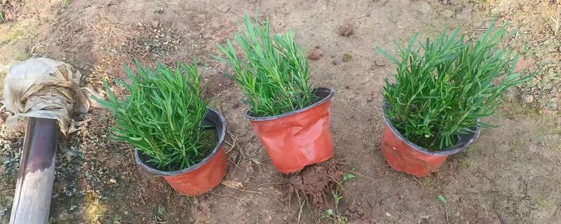 迷迭香的修剪方式，剪除生长不良的枝条