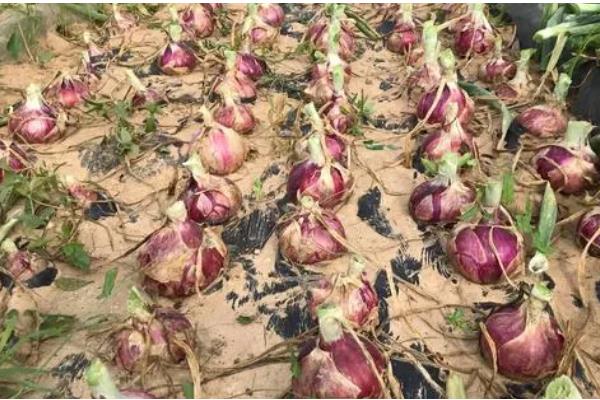 洋葱什么时候种植,可以在9月上旬时栽种