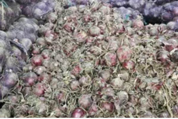 洋葱什么时候种植,可以在9月上旬时栽种