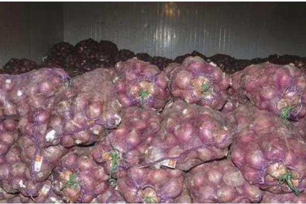 洋葱什么时候种植,可以在9月上旬时栽种